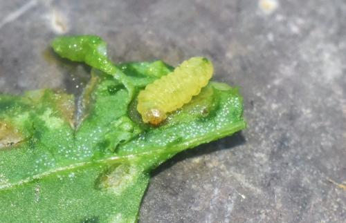 Réf. 330 682 : Chrysoesthia drurella